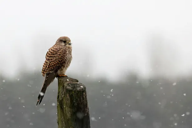 Turmfalke ♀