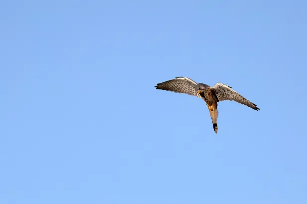 Turmfalke ♂