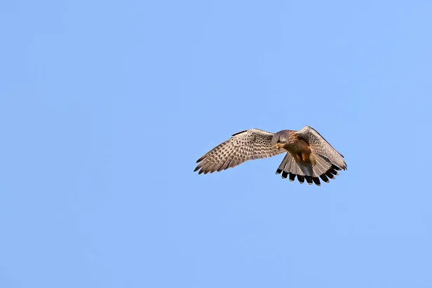 Turmfalke ♂