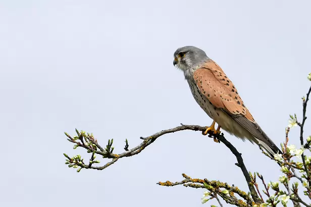 Turmfalke ♂