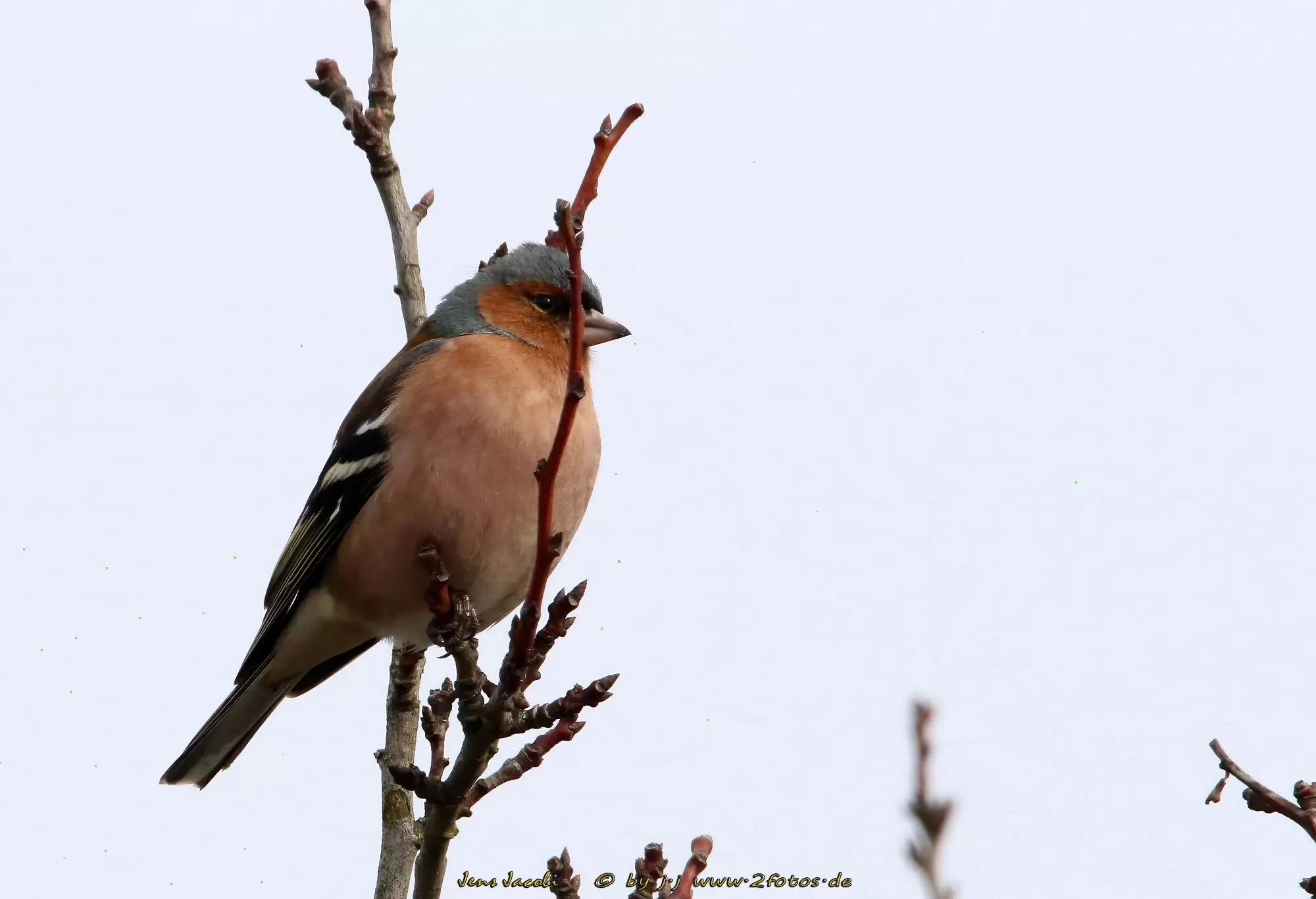 Buchfink Fringilla coelebs