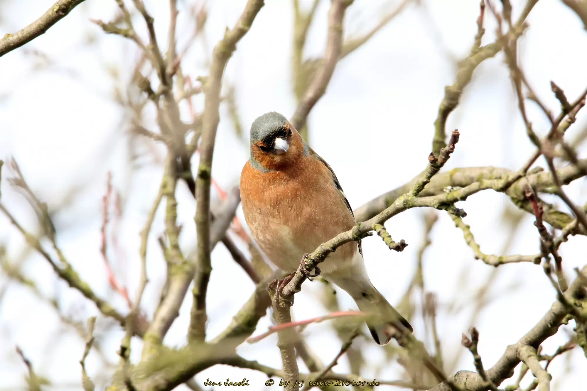 Buchfink Fringilla coelebs