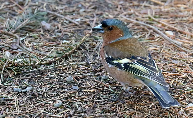 Buchfink Fringilla coelebs