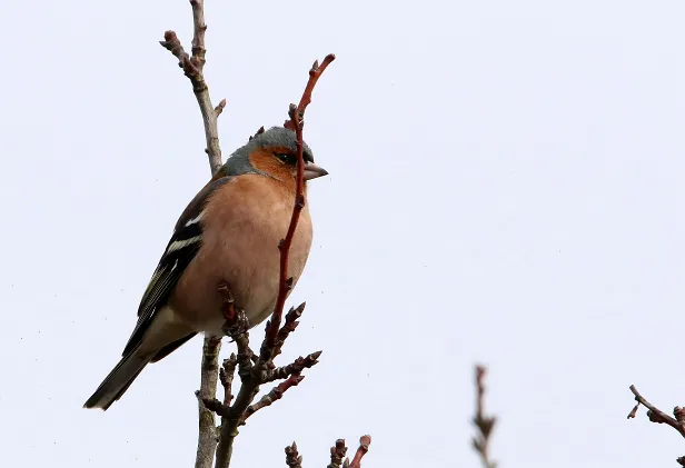 Buchfink Fringilla coelebs