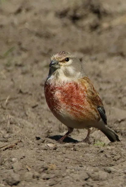 Bluthänfling Carduelis cannabina