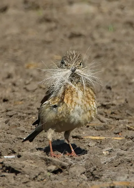 Bluthänfling Carduelis cannabin