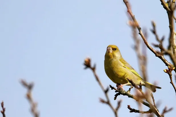 Grünfink Carduelis chloris