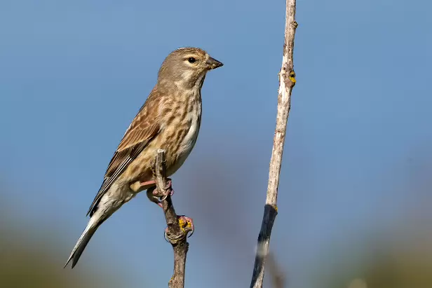 Bluthänfling ♀