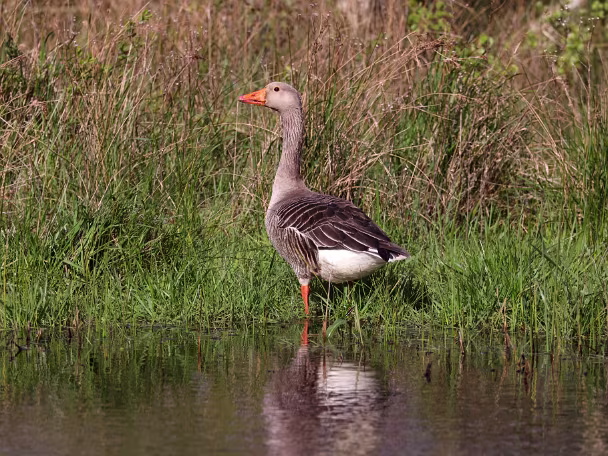 Gänse