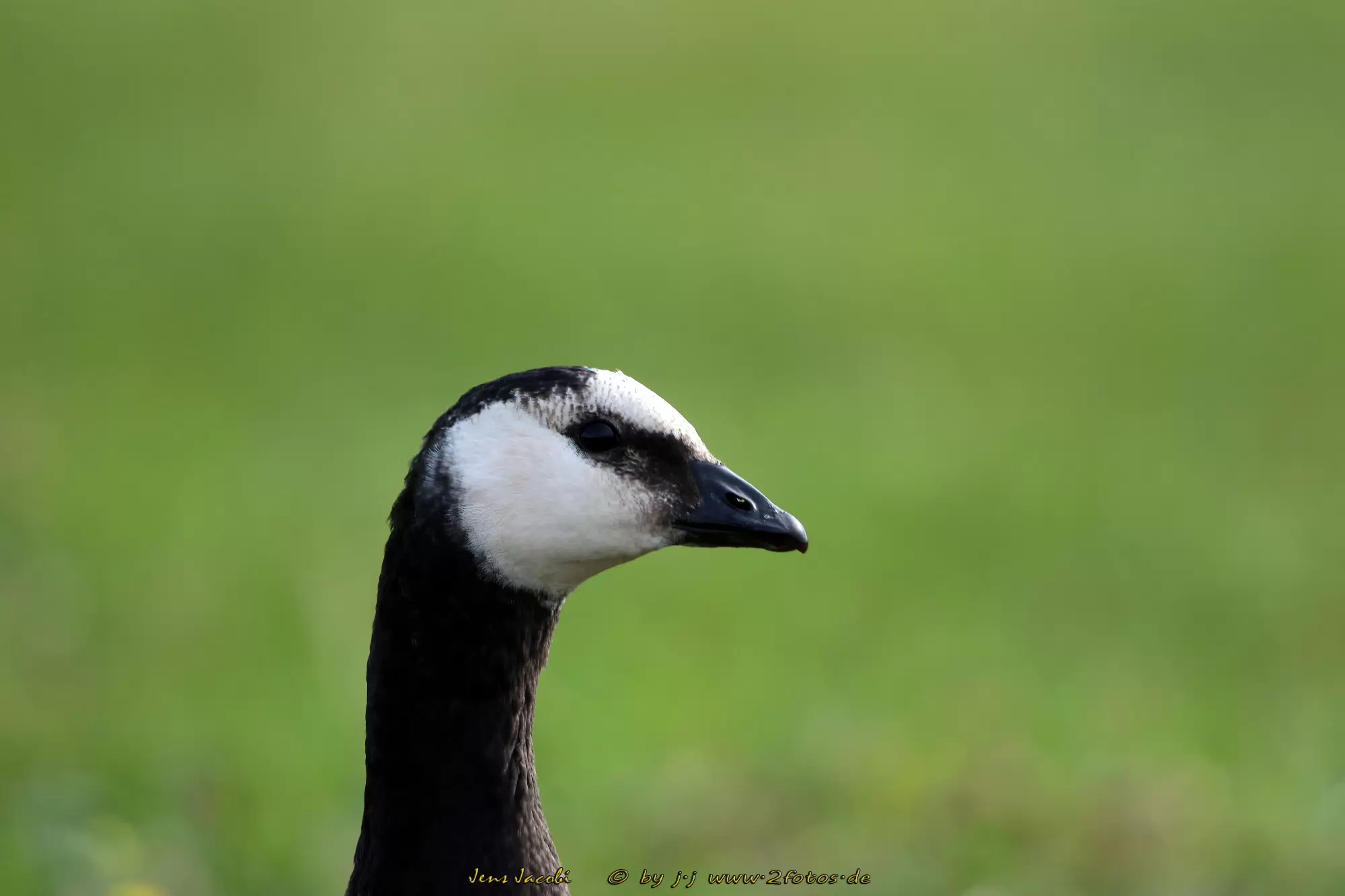 Weißwangengans Branta leucopsis