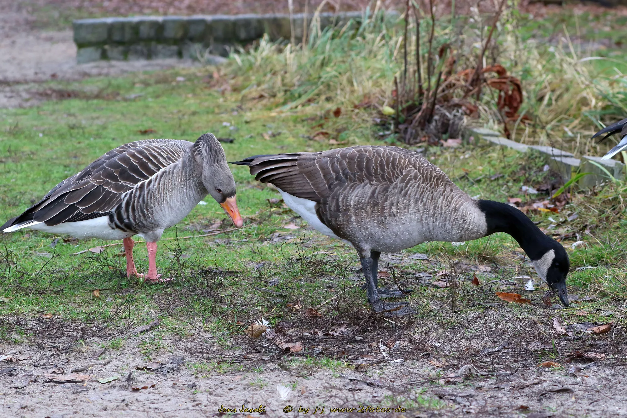 Gänse Graugans (Anser anser) Kanadagans (Branta canadensis)