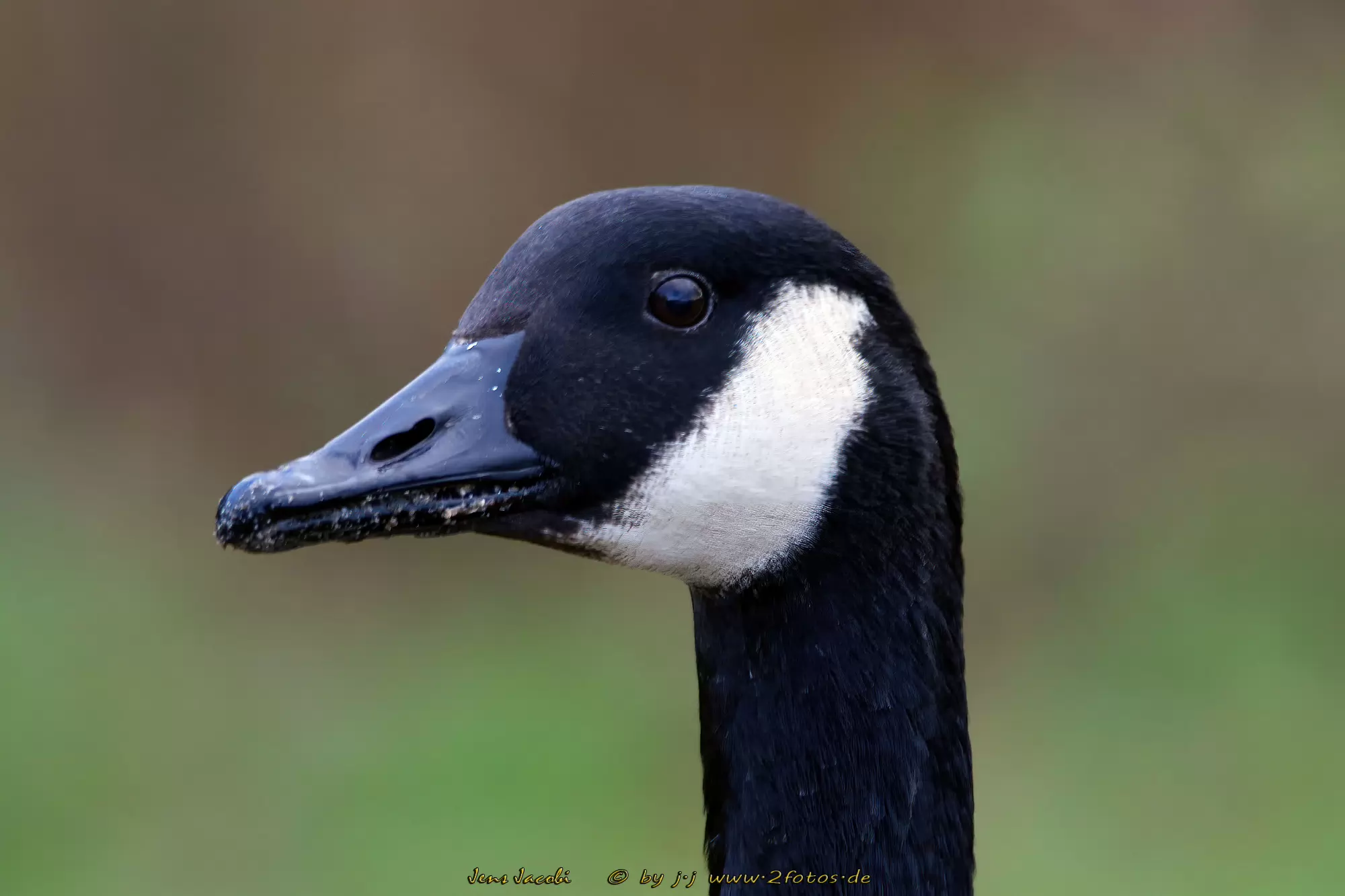Kanadagans Branta canadensis