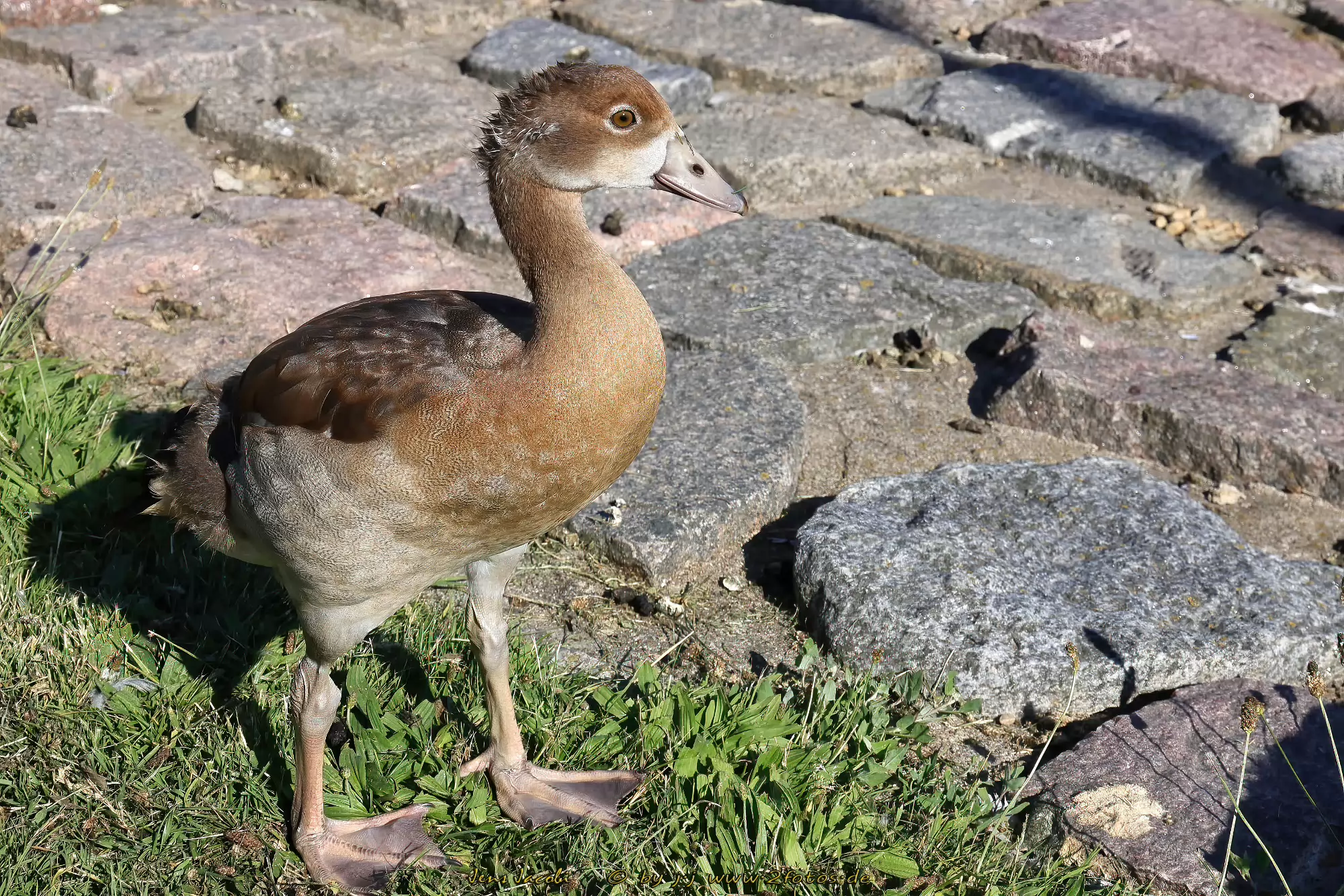 Nilgans 
