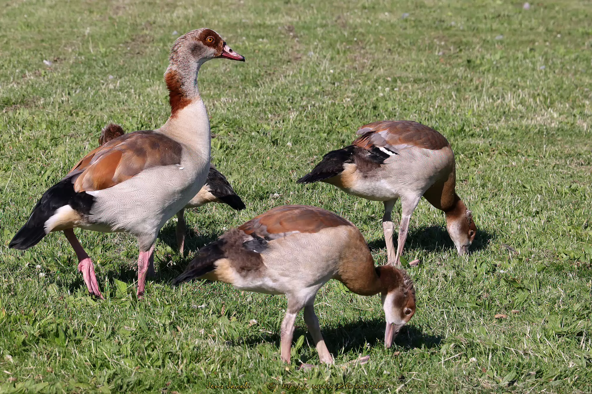 Nilgans Alopochen aegyptiaca
