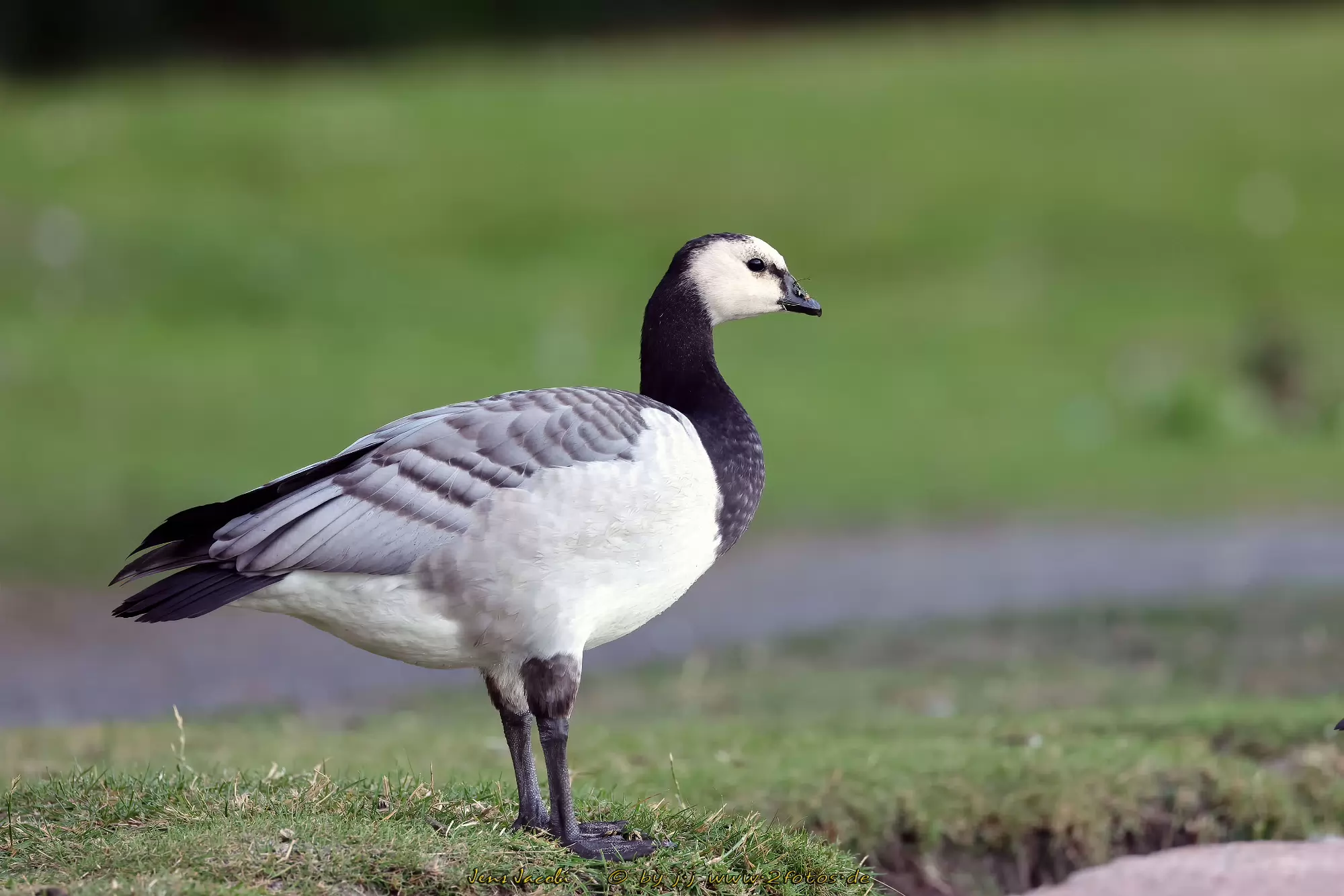 Weißwangengans Branta leucopsis