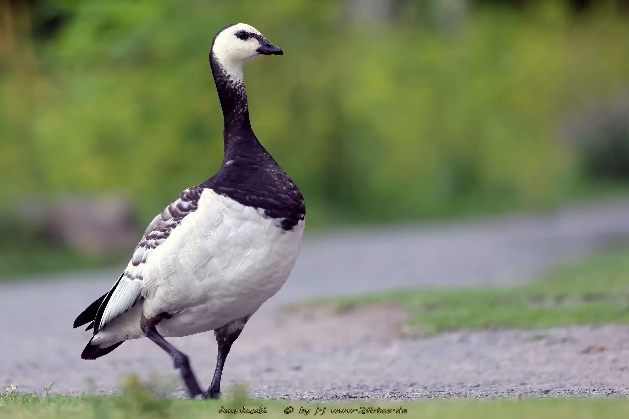 Weißwangengans Branta leucopsis