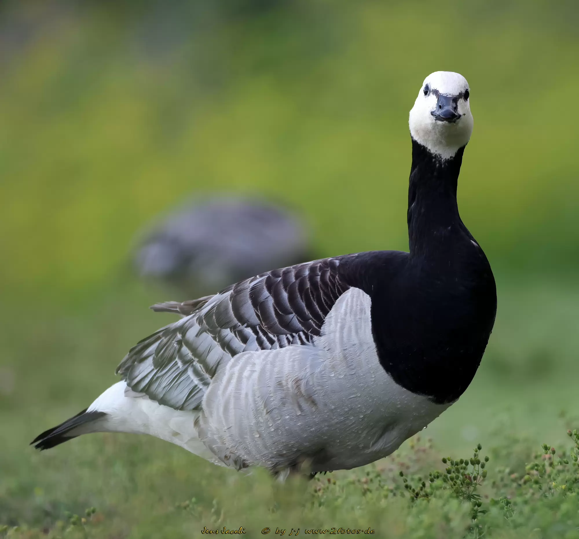 Weißwangengans Branta leucopsis