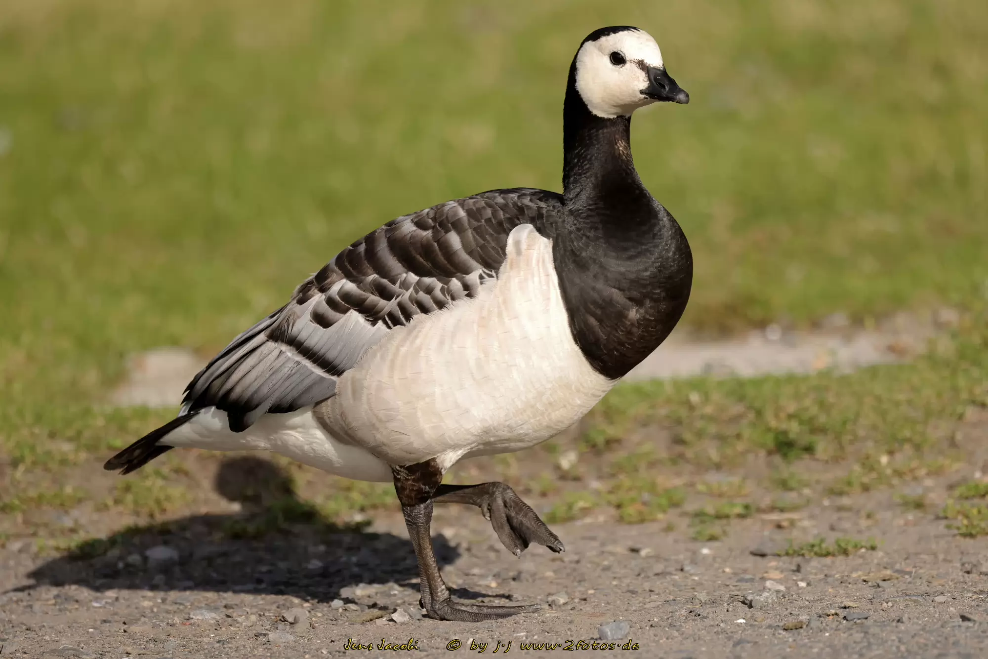 Weißwangengans Branta leucopsis