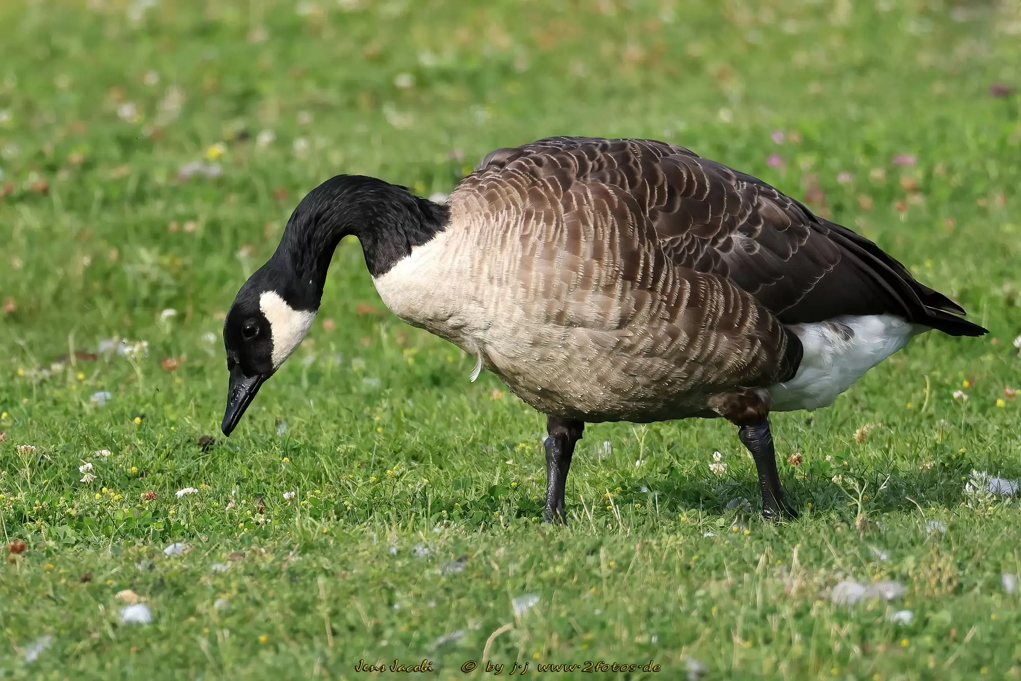 Kanadagans Branta canadensis