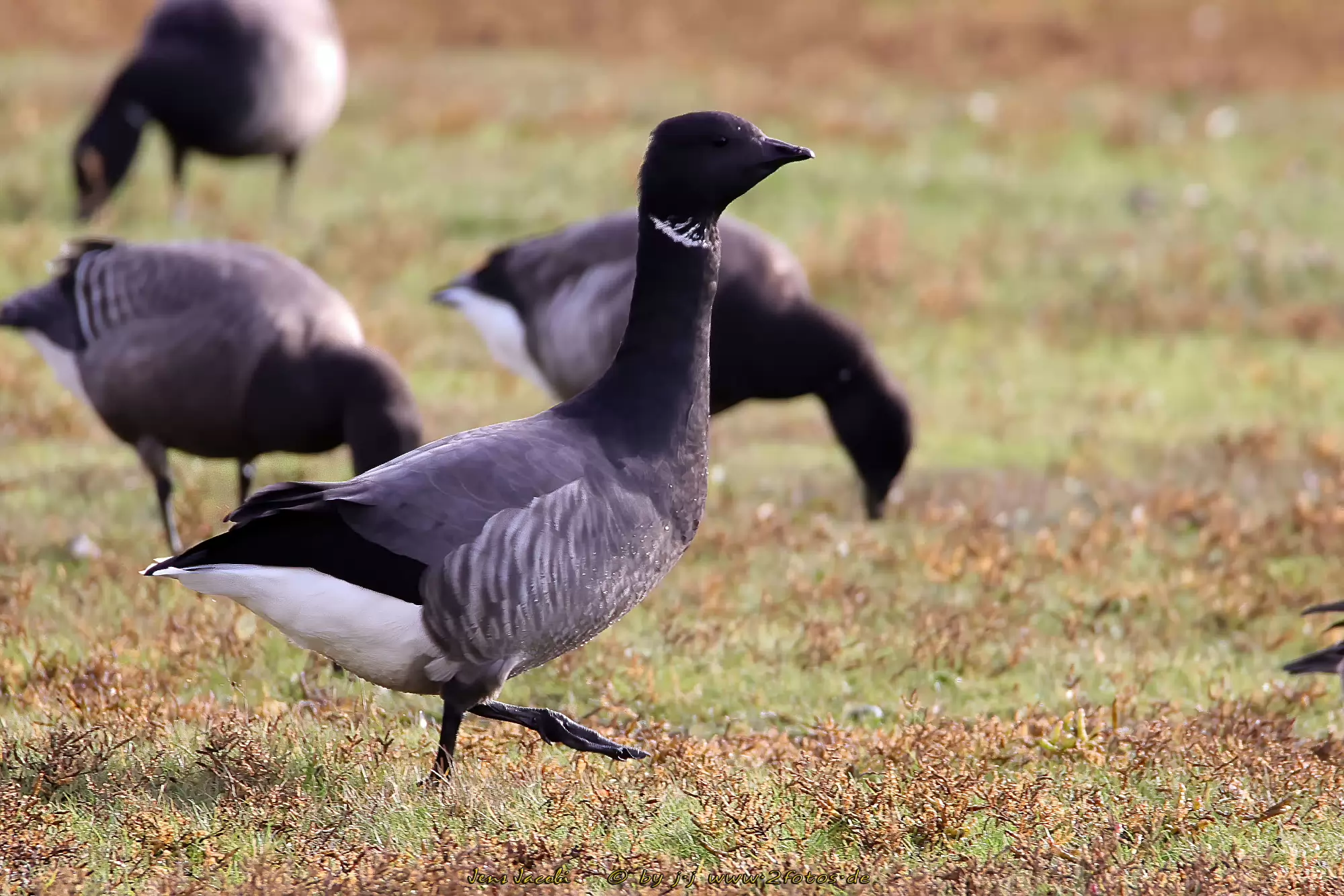 Ringelgans Branta bernicla