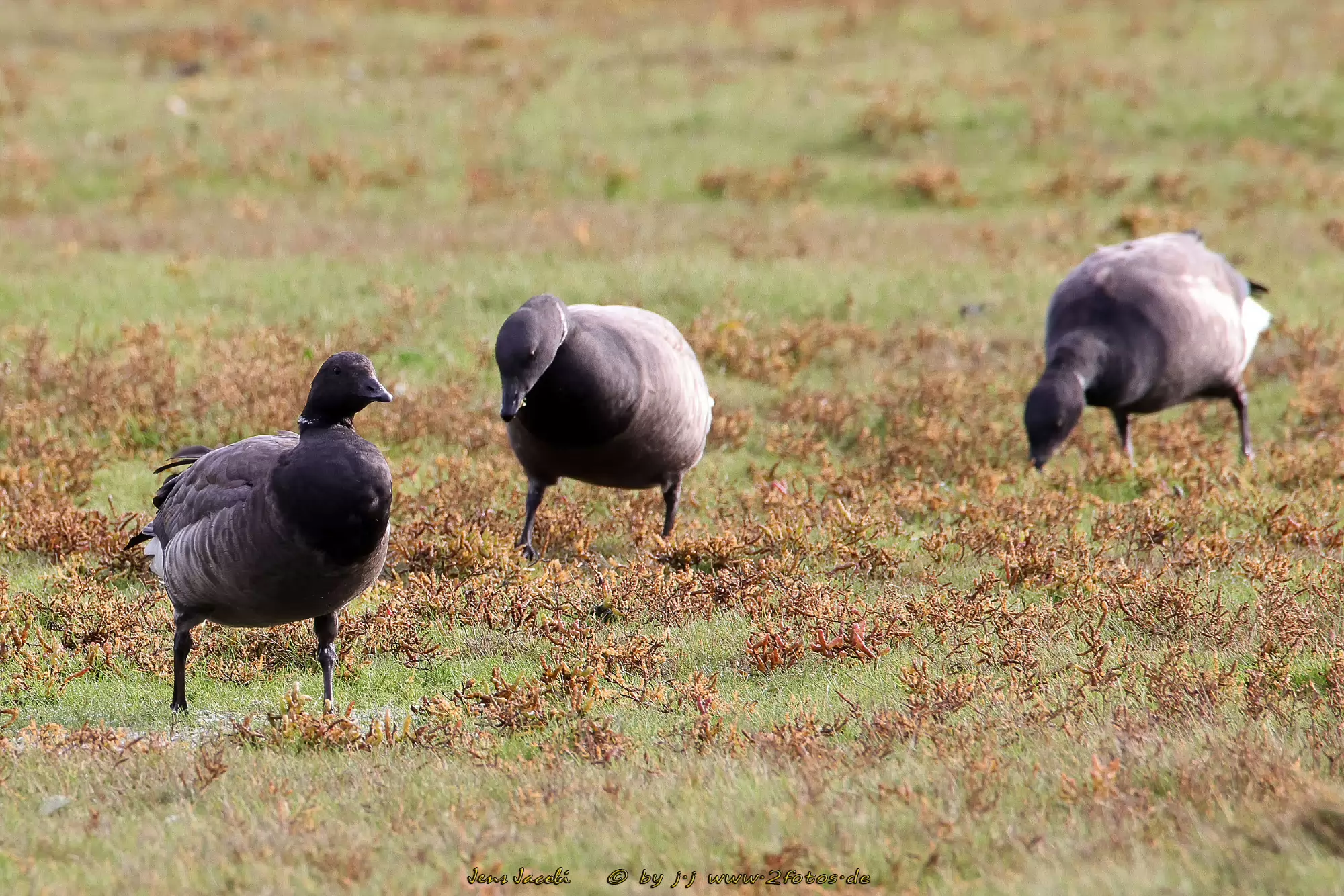 Ringelgans Branta bernicla