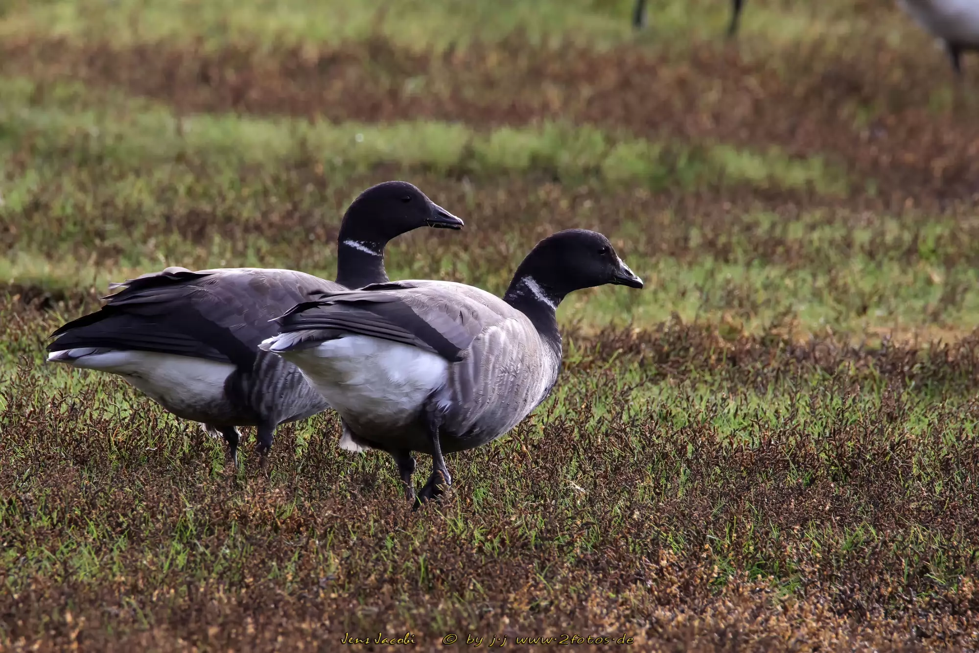 Ringelgans Branta bernicla