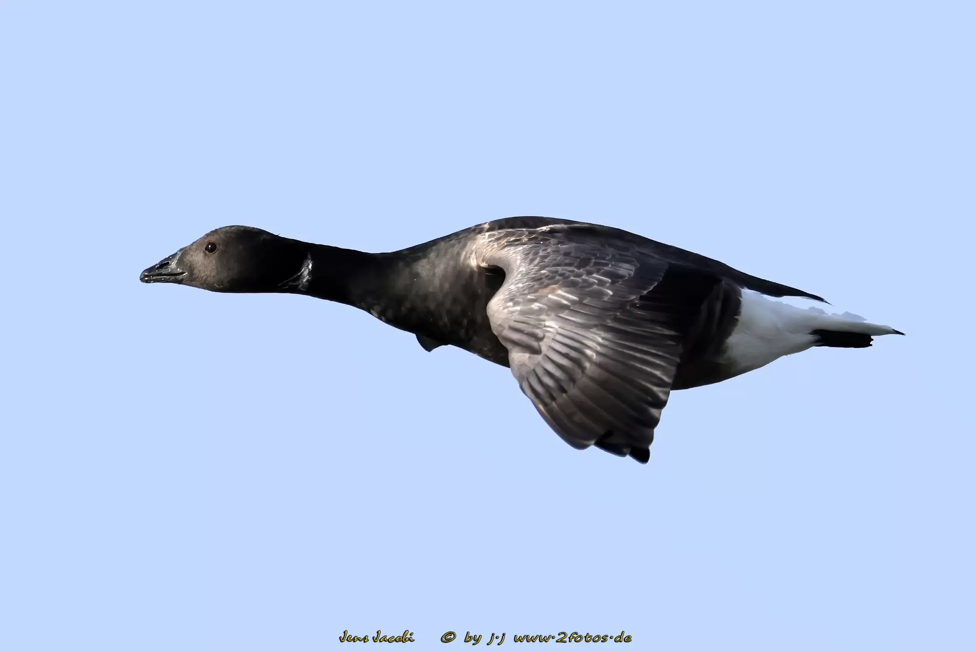 Ringelgans Branta bernicla