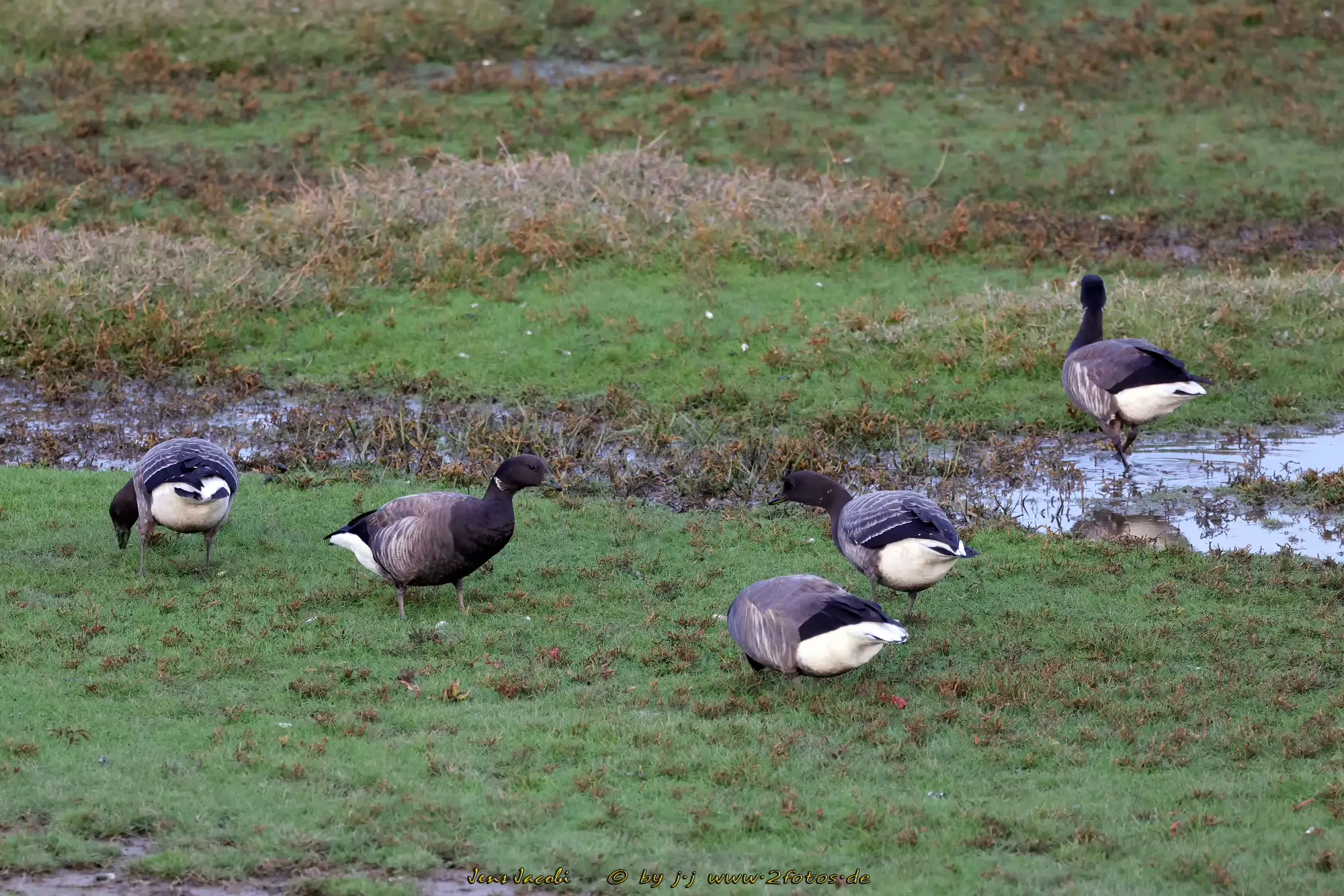 Ringelgans Branta bernicla