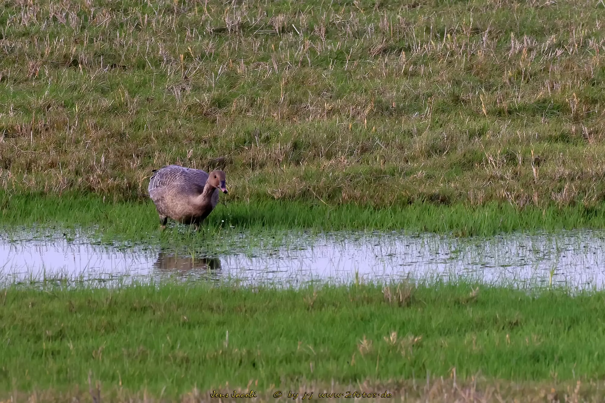 Kurzschnabelgans Anser brachyrhynchus