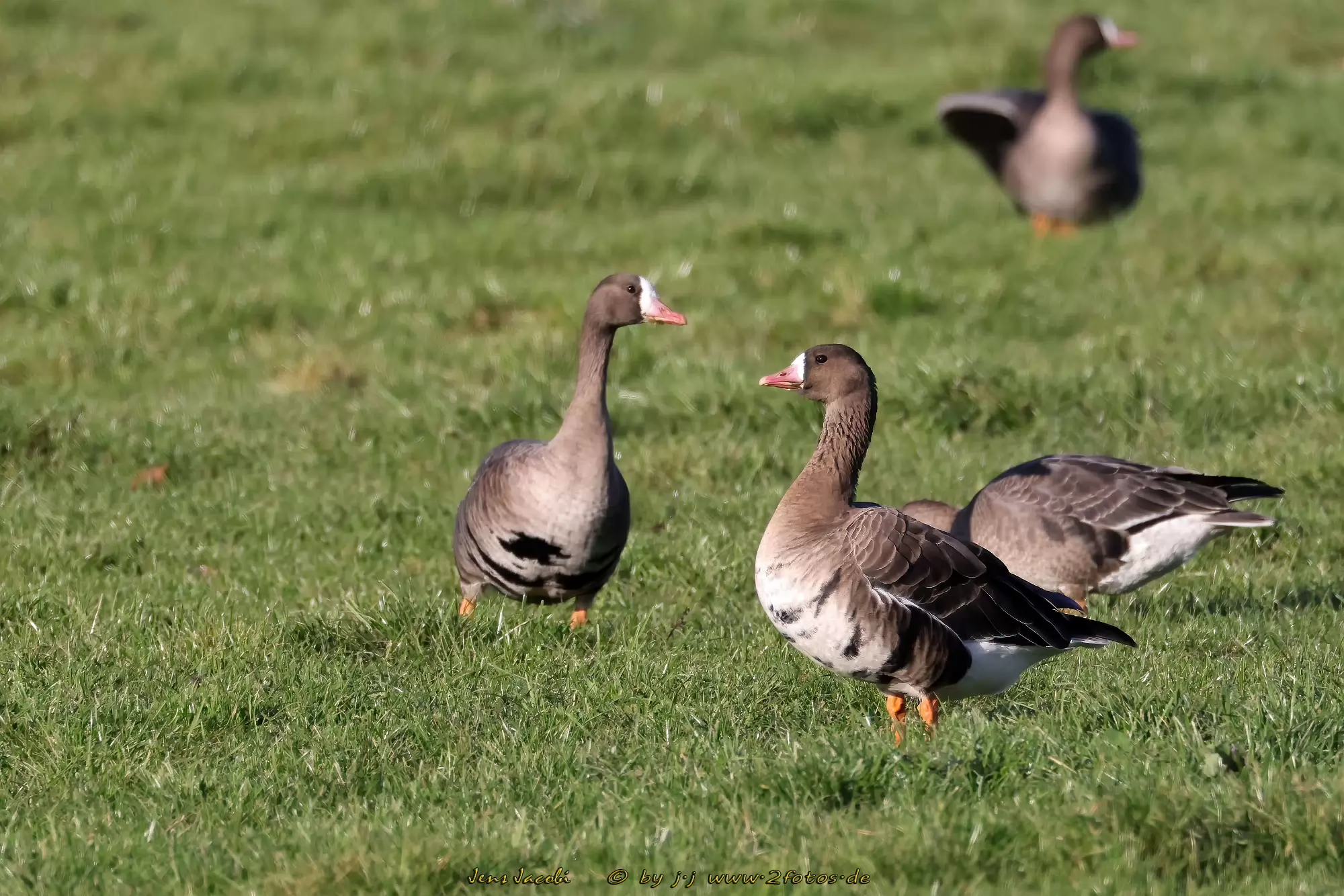 Blässgans Anser albifrons