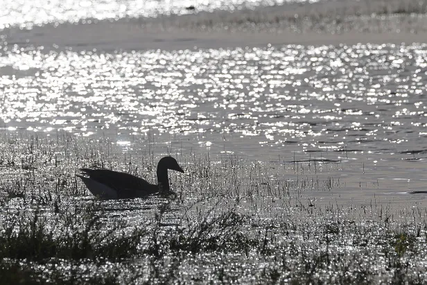 Abendstimmung Graugans