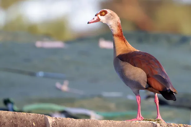 Nilgans