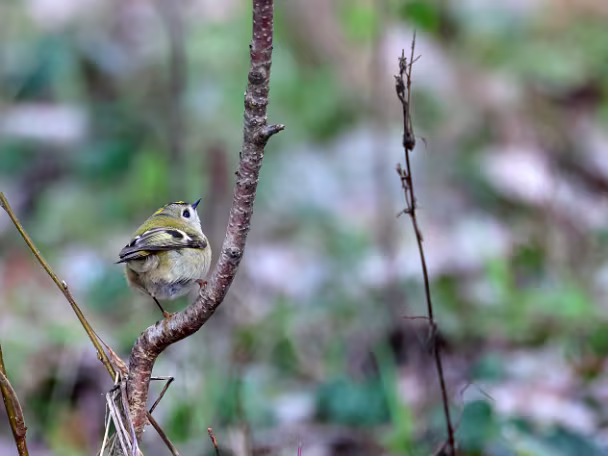 Goldhähnchen
