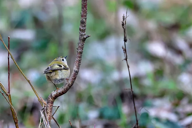 Wintergoldhähnchen