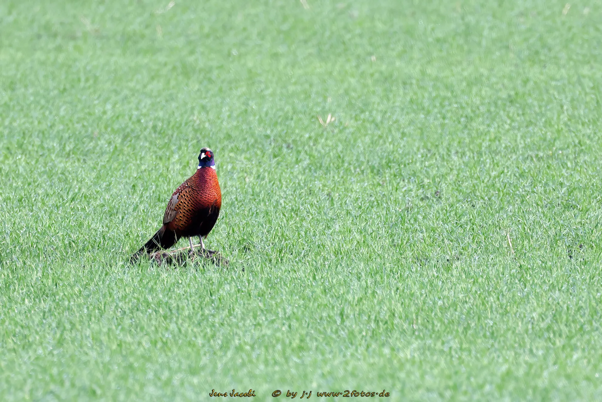Jagdfasan Phasianus colchicus