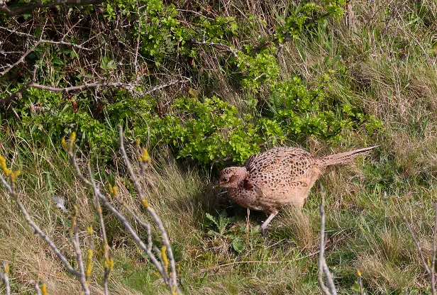 Jagdfasan ♀