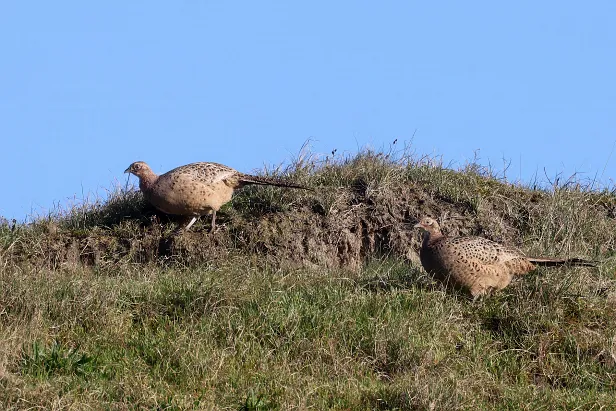 Jagdfasan ♀