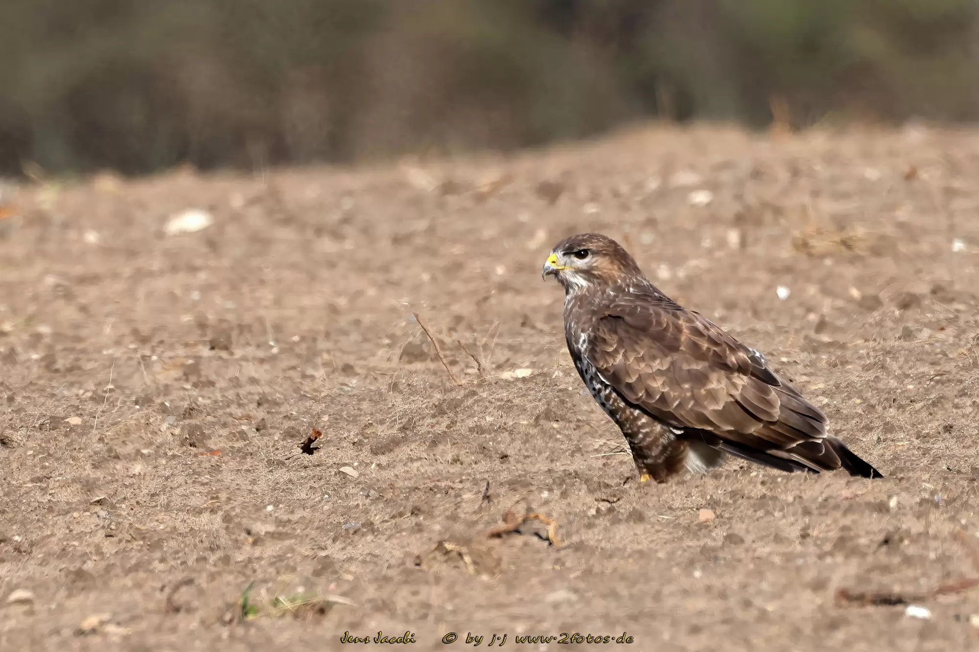 Mauusebussard Buteo buteo