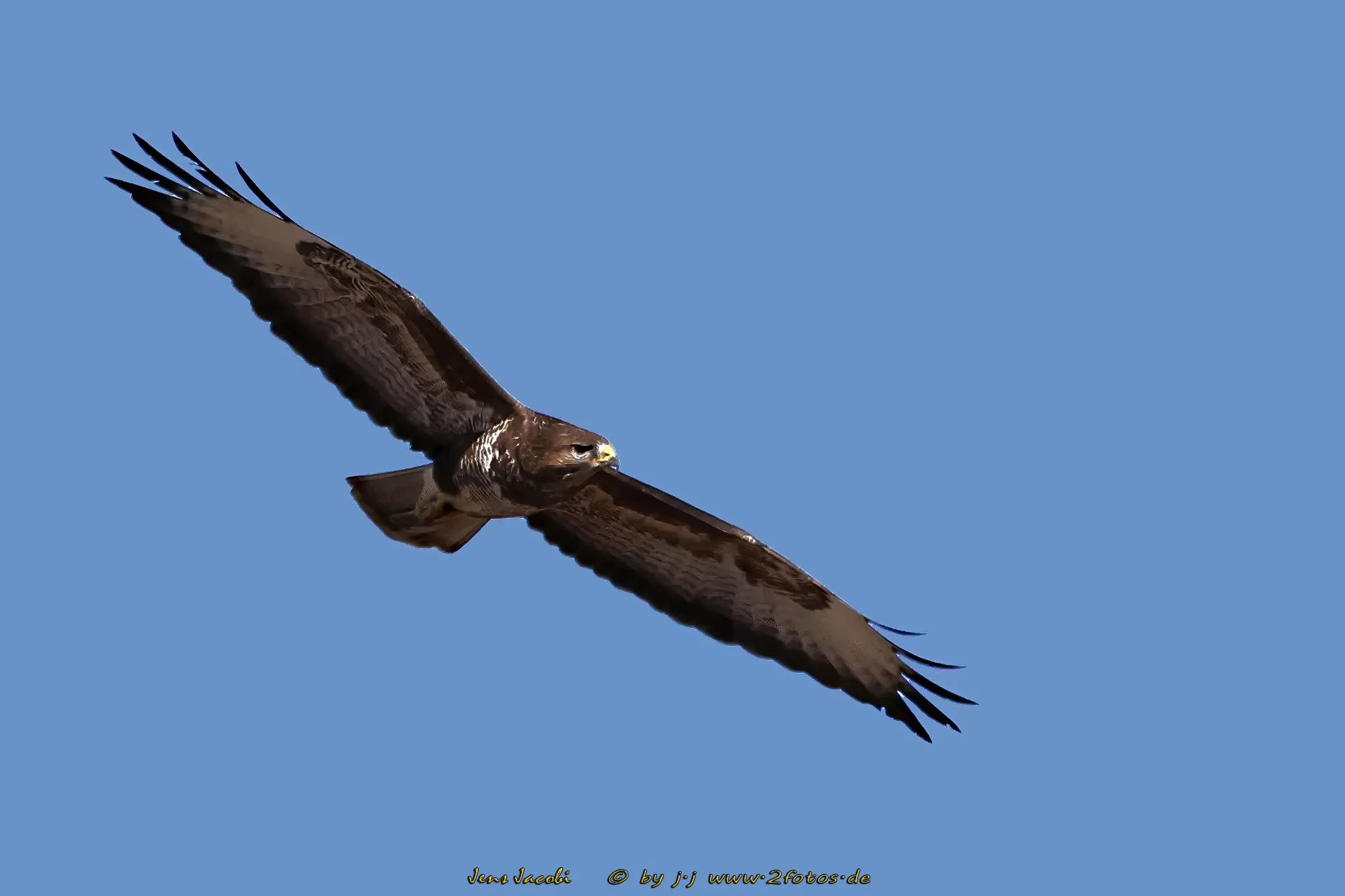 Mäusebussard Buteo buteo