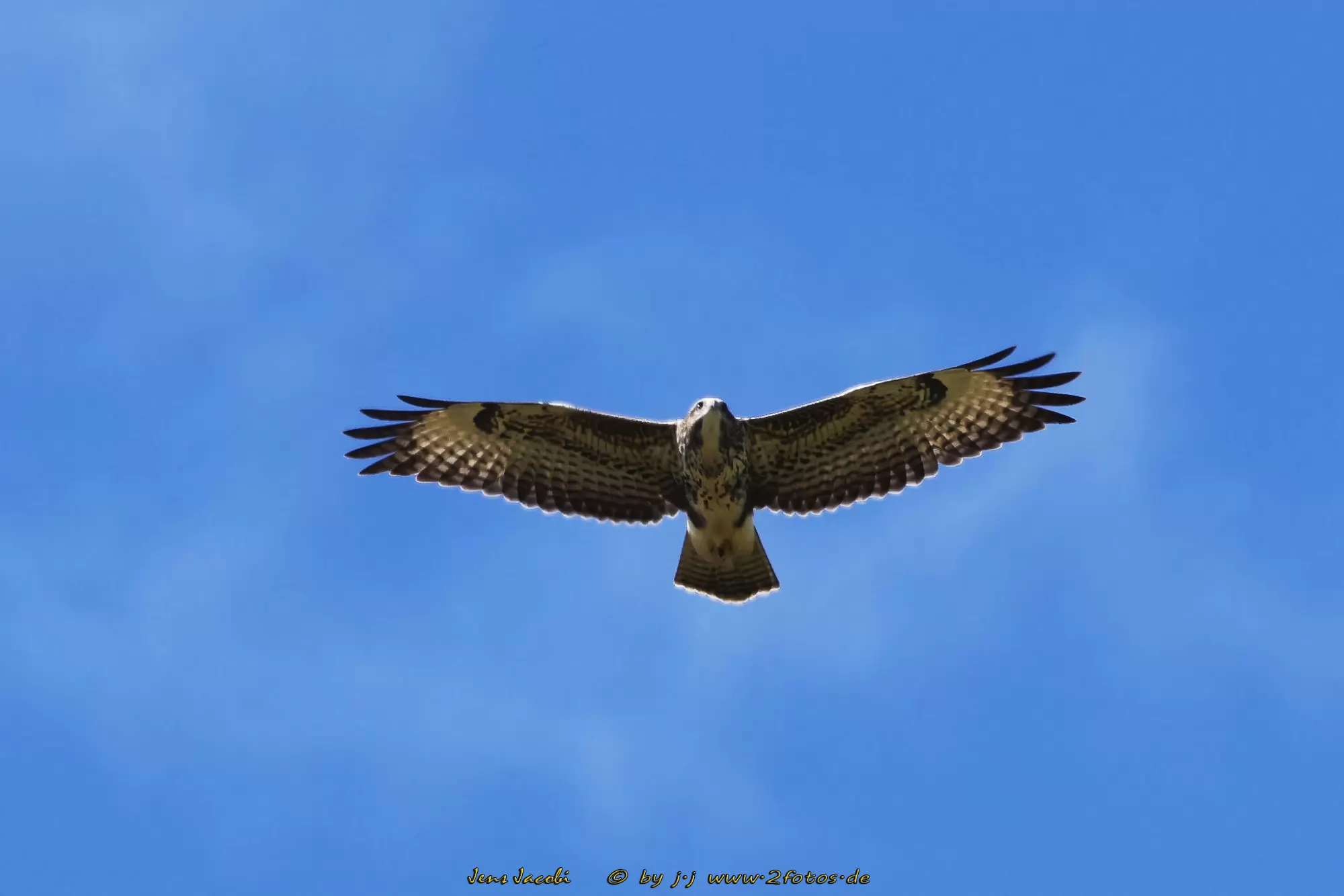 MÃ¤usebussard 