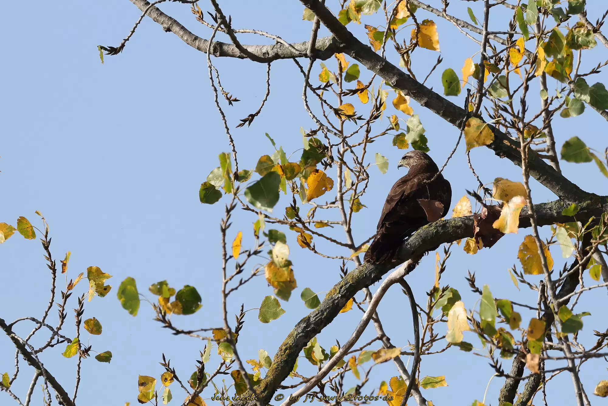 Mäusebussard Buteo buteo