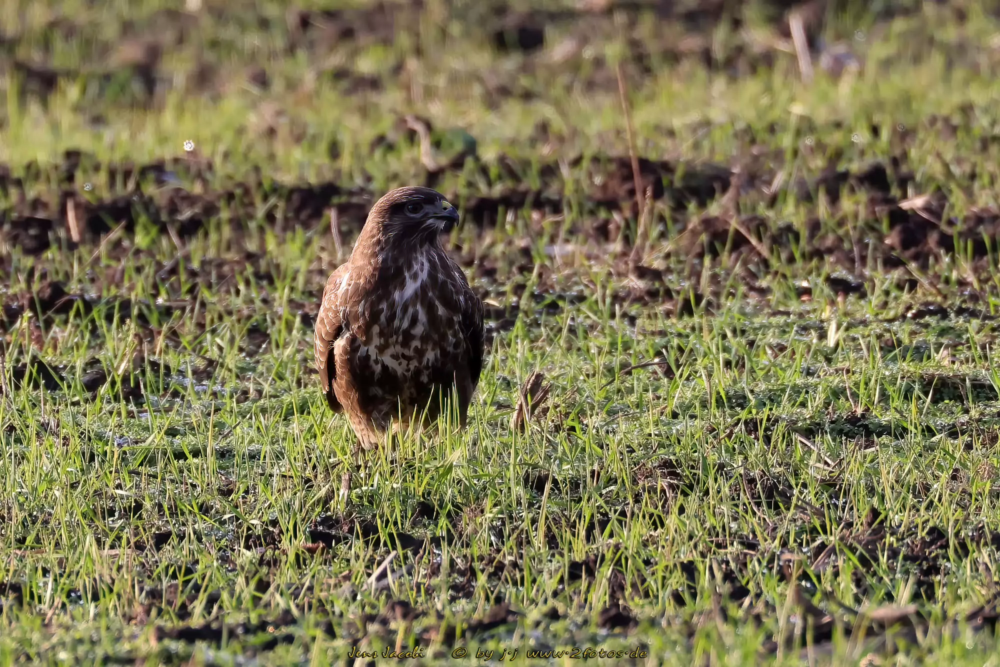 Mäusebussard 