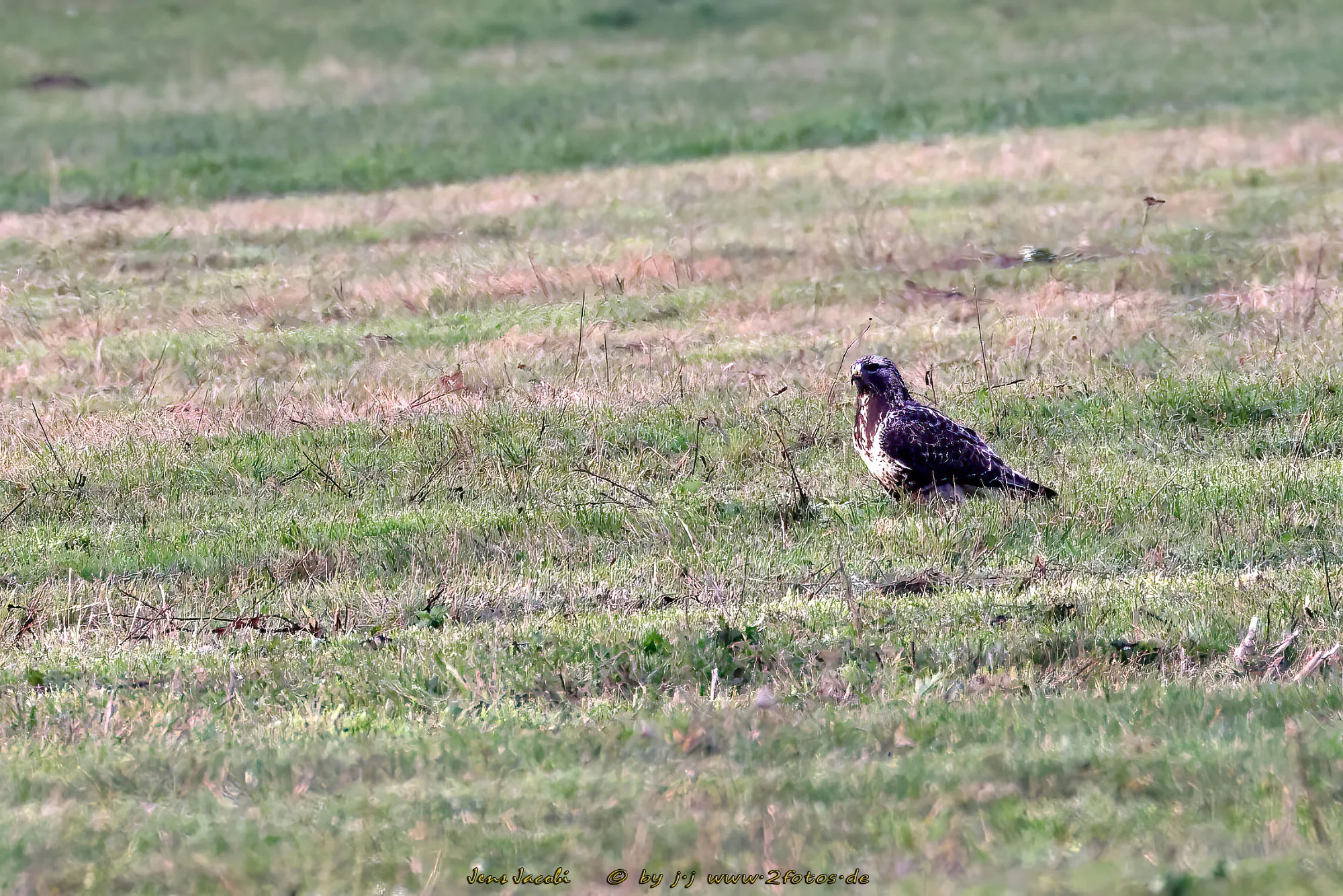 Raufußbussard ♀ 