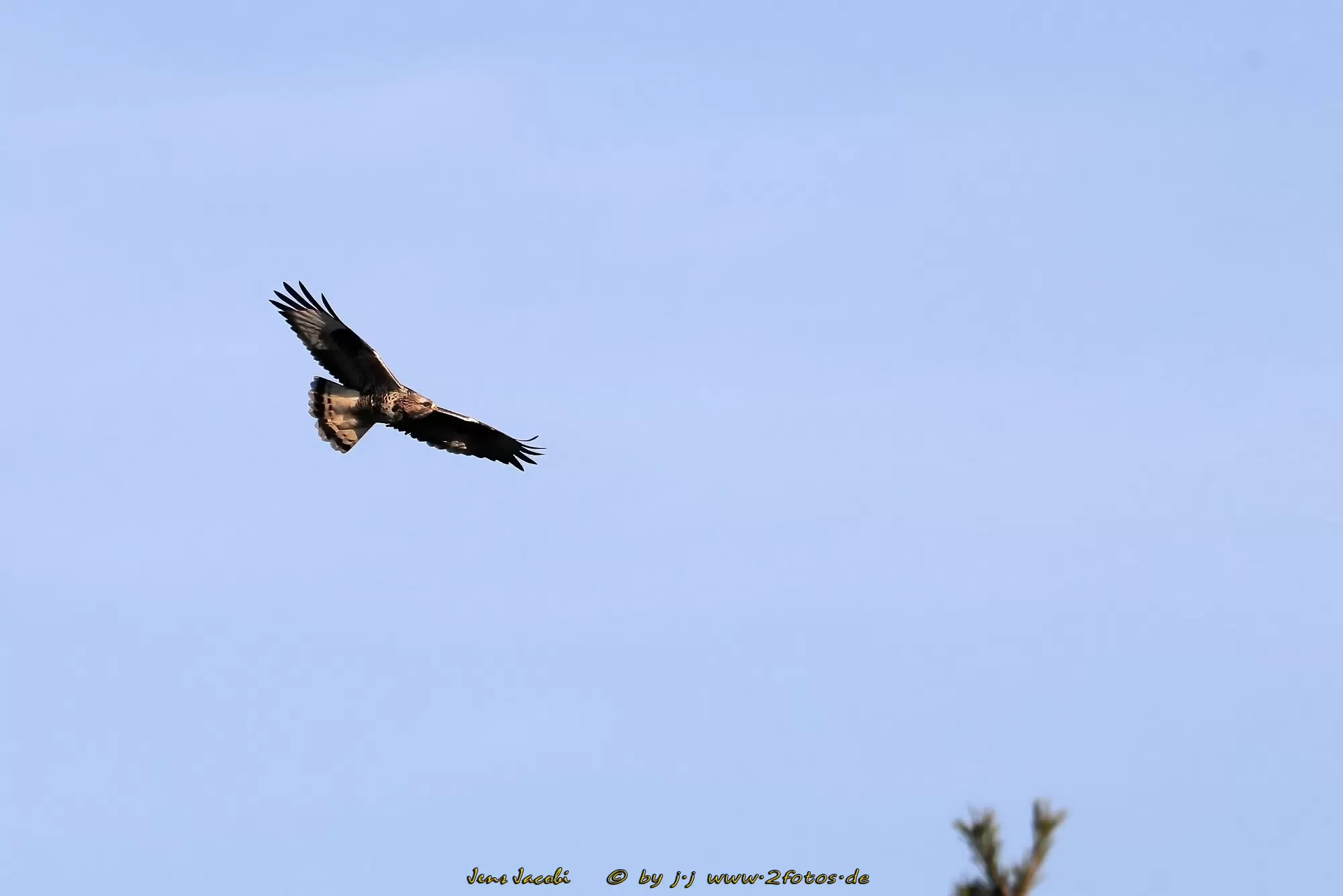 Raufußbussard 