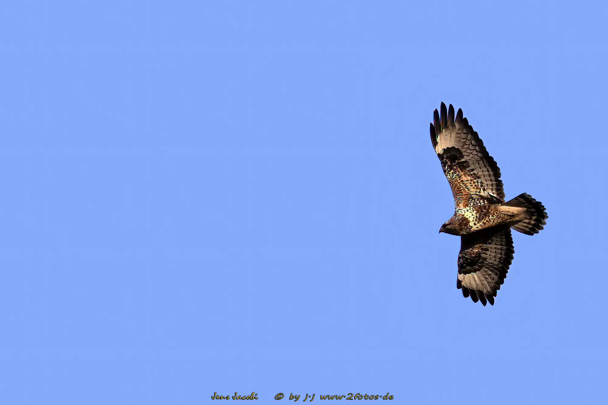 Raufußbussard 
