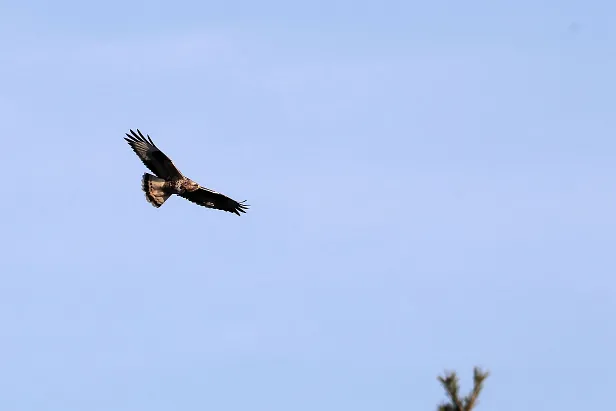 Raufußbussard