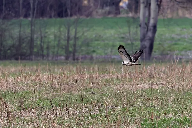 Mäusebussard