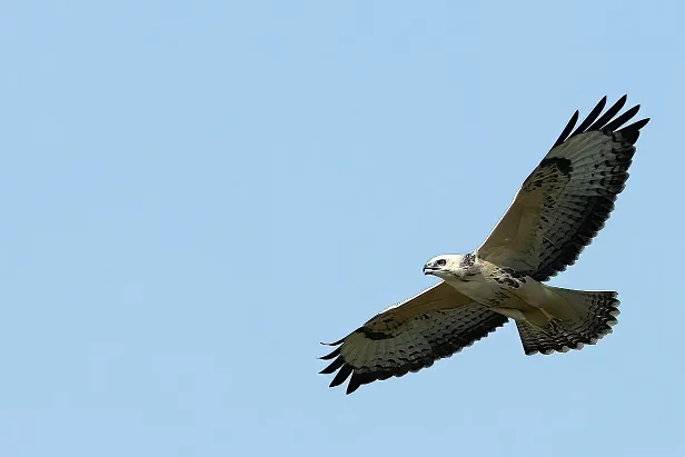 Mäusebussard