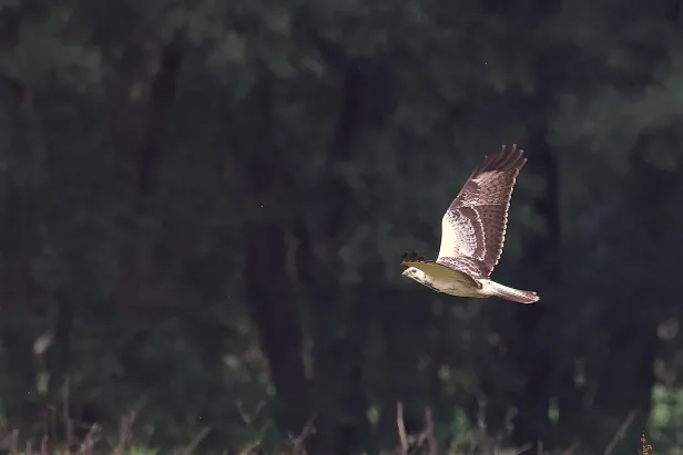 Mäusebussard