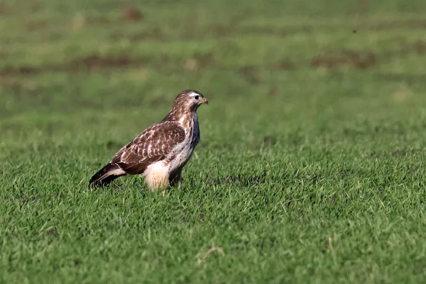 Mäusebussard